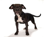 Small #1 Labrador Retriever Mix