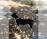 Small #2 Beagle Mix