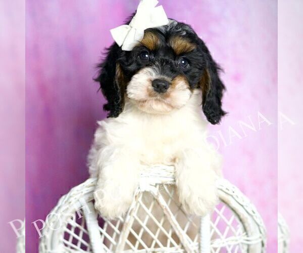 Medium Photo #34 Cavapoo (Miniature) Puppy For Sale in WARSAW, IN, USA
