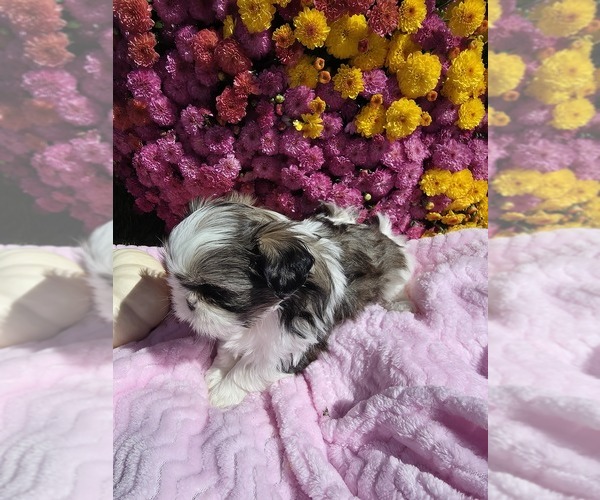 Medium Photo #1 Shih Tzu Puppy For Sale in BUFFALO, NY, USA