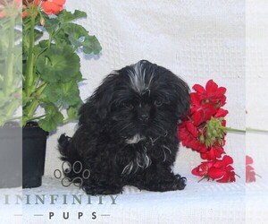 Shih Tzu Puppy for sale in RISING SUN, MD, USA