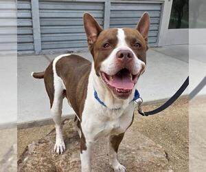 Mutt Dogs for adoption in Las Vegas, NV, USA