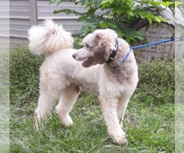 Medium Photo #1 Poodle (Standard) Puppy For Sale in COVINGTON, GA, USA