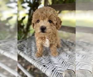 Mal-Shi Puppy for sale in LITHIA, FL, USA