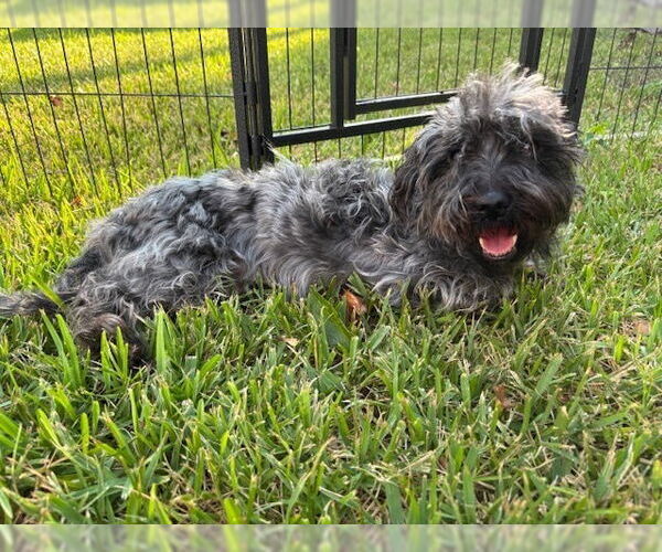 Medium Photo #1 Maltese-Unknown Mix Puppy For Sale in Lakewood, CO, USA
