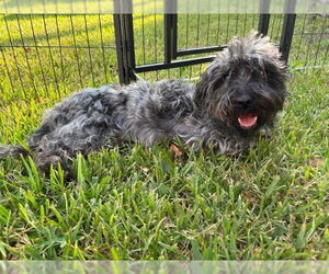 Medium Maltese Mix