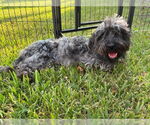 Small Maltese Mix