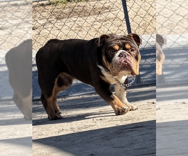 Medium Photo #1 English Bulldog Puppy For Sale in PORT RICHEY, FL, USA