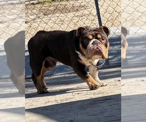 Father of the English Bulldog puppies born on 07/01/2026