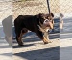 Small Photo #1 English Bulldog Puppy For Sale in PORT RICHEY, FL, USA