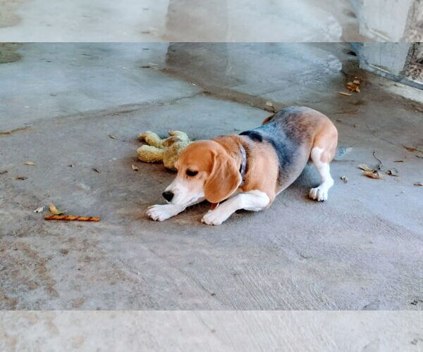 Medium Photo #2 Beagle Puppy For Sale in Apple Valley, CA, USA