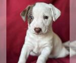 Small #2 Jack Russell Terrier Mix