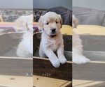 Small Photo #1 English Cream Golden Retriever Puppy For Sale in LOCK HAVEN, PA, USA