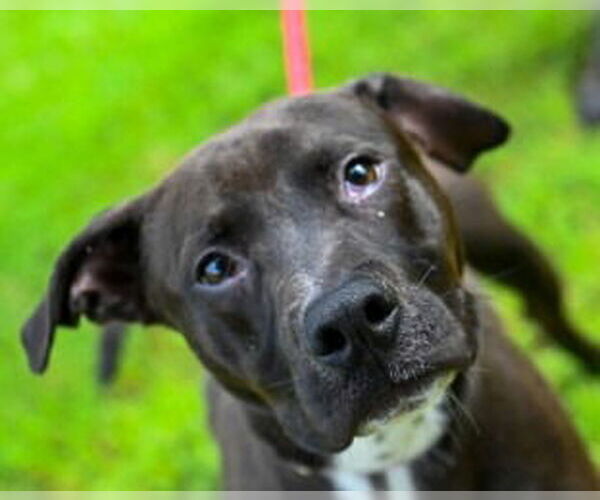 Medium Photo #3 American Pit Bull Terrier-Staffordshire Bull Terrier Mix Puppy For Sale in Glen Allen, VA, USA