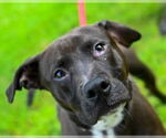 Small Photo #3 American Pit Bull Terrier-Staffordshire Bull Terrier Mix Puppy For Sale in Glen Allen, VA, USA