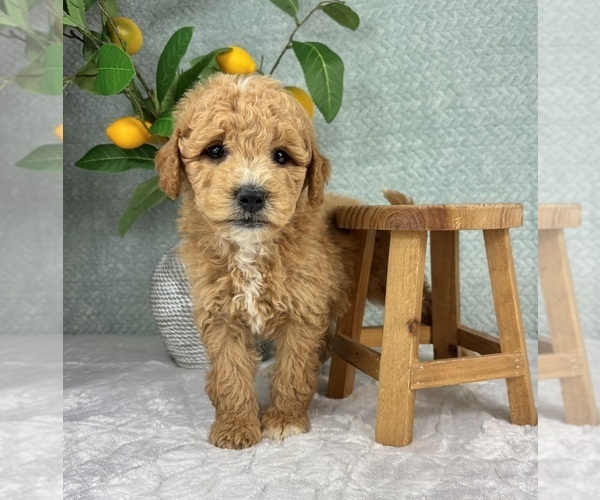 Medium Photo #8 Goldendoodle (Miniature) Puppy For Sale in FRANKLIN, IN, USA