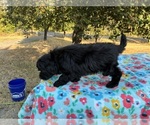 Small Photo #4 Aussiedoodle Miniature  Puppy For Sale in OKLAHOMA CITY, OK, USA