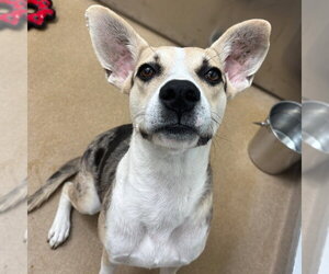 Catahoula Leopard Dog-Unknown Mix Dogs for adoption in Rockaway, NJ, USA