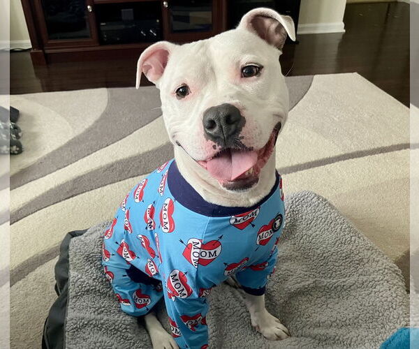 Medium Photo #6 American Pit Bull Terrier Puppy For Sale in Rockville, MD, USA