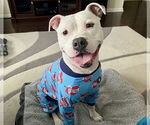 Small #5 American Pit Bull Terrier