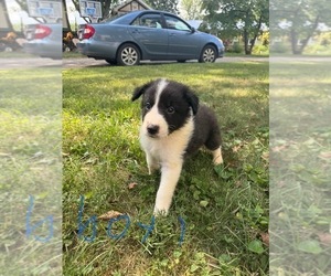 Border Collie-Collie Mix Puppy for sale in SAINT ALBANS, WV, USA