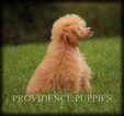 Small Photo #48 Poodle (Miniature) Puppy For Sale in COPPOCK, IA, USA