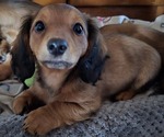 Puppy Gidgit Dachshund