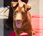 Small #11 Labrador Retriever Mix