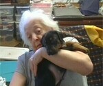 Small Photo #6 Doberman Pinscher Puppy For Sale in VANCOUVER, WA, USA