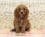 Small Photo #4 Cavapoo Puppy For Sale in DENVER, PA, USA