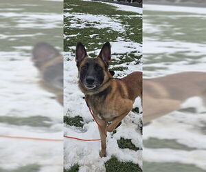 Fred - NH - Male Mutt Dog for Adoption - Photo #5