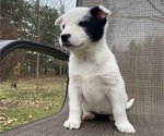 Small #7 Australian Cattle Dog