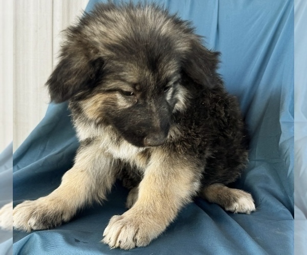 Medium Photo #5 King Shepherd Puppy For Sale in PEACH SPRINGS, AZ, USA