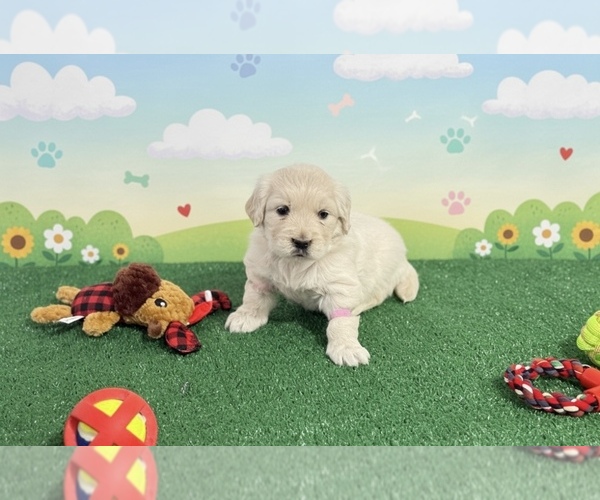 Medium Photo #6 English Cream Golden Retriever Puppy For Sale in MORENO VALLEY, CA, USA