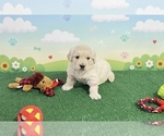 Small #5 English Cream Golden Retriever
