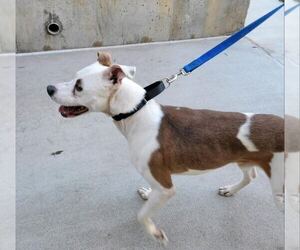 TEDDY - Soft as a Teddy Bear - Male Mutt Dog for Adoption - Photo #22