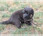 Small #1 German Shepherd Dog