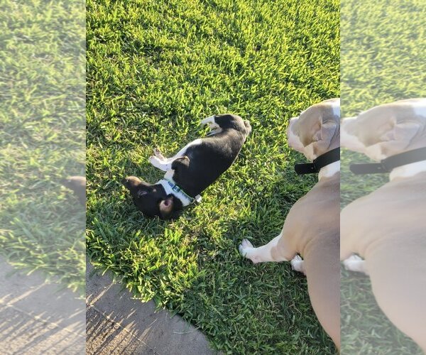Medium Photo #20 Dachshund Puppy For Sale in Rosenberg, TX, USA