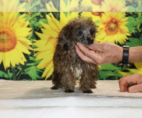 Medium Photo #28 Poodle (Toy) Puppy For Sale in DYERSBURG, TN, USA