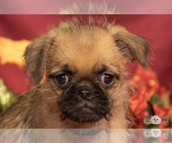 Medium Photo #1 Brug Puppy For Sale in SAFFORD, AZ, USA