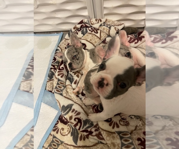 Medium Photo #2 French Bulldog Puppy For Sale in VICTORVILLE, CA, USA