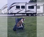 Small #3 American Pit Bull Terrier Mix