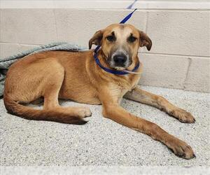 Black and Tan Coonhound-Unknown Mix Dogs for adoption in Conroe, TX, USA