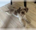 Small #1 Shih Tzu Mix