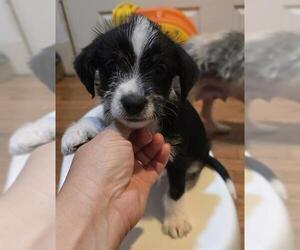 Maltipoo Dogs for adoption in San Antonio, TX, USA