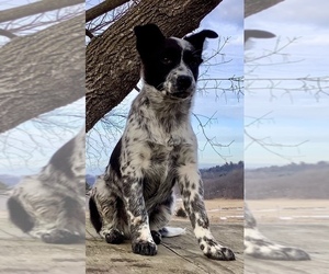 Australian Cattle Dog-Border Collie Mix Puppy for sale in HILLSBORO, WI, USA