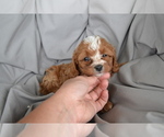 Small Photo #12 Cavapoo Puppy For Sale in GREENWOOD, WI, USA