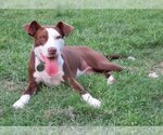 Small Photo #4 American Pit Bull Terrier-German Shorthaired Pointer Mix Puppy For Sale in Lafayette, LA, USA