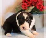 Small Photo #5 Australian Shepherd Puppy For Sale in DANVILLE, PA, USA