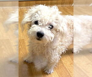 Maltipoo Dogs for adoption in Mount Airy, NC, USA